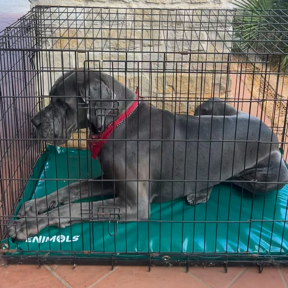 Alano con bandana rossa sul materasso Enimols® per kennel, vista laterale