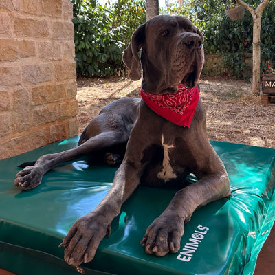 Alano con bandana rossa sdraiato sul materasso impermeabile XL Enimols® verde