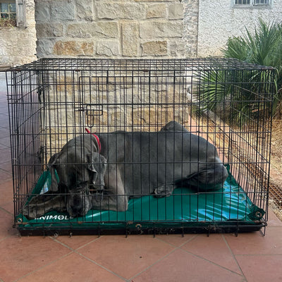 Alano che dorme nel kennel sul materasso impermeabile Enimols® alto 5 cm