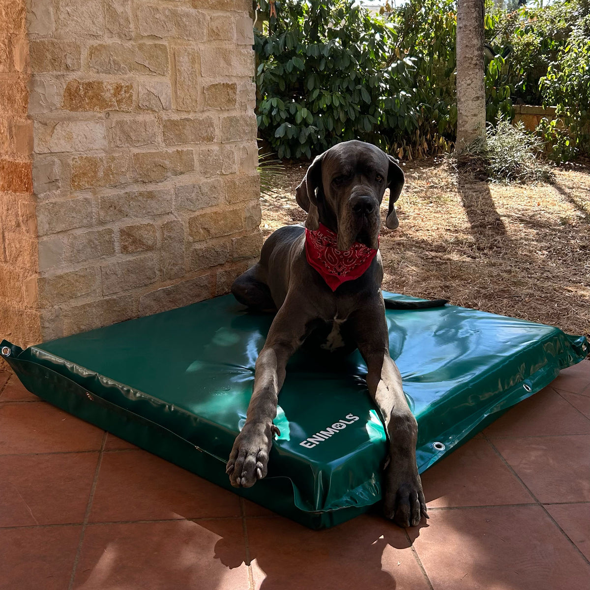 Alano seduto sul materasso impermeabile XL Enimols® per cani giganti, all'aperto