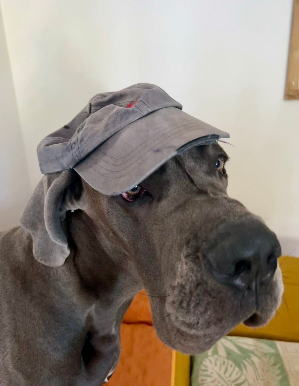 Potus, alano grigio, con un cappellino