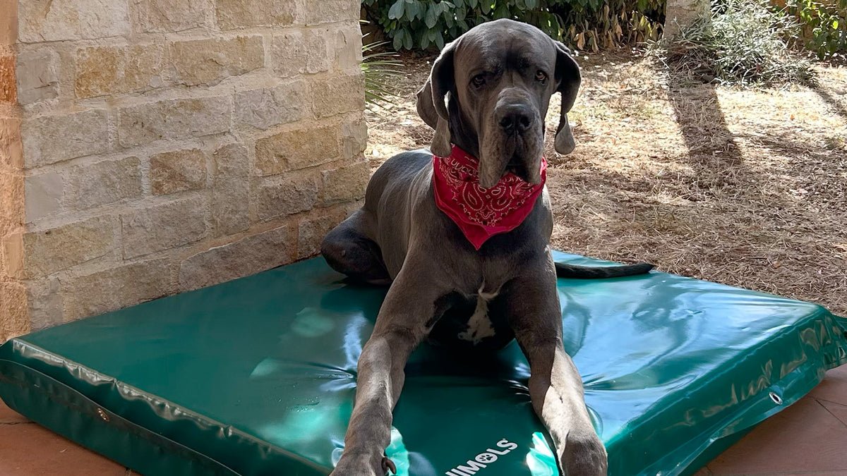 Potus, alano con bandana rossa, seduto sul materasso Enimols® verde opale