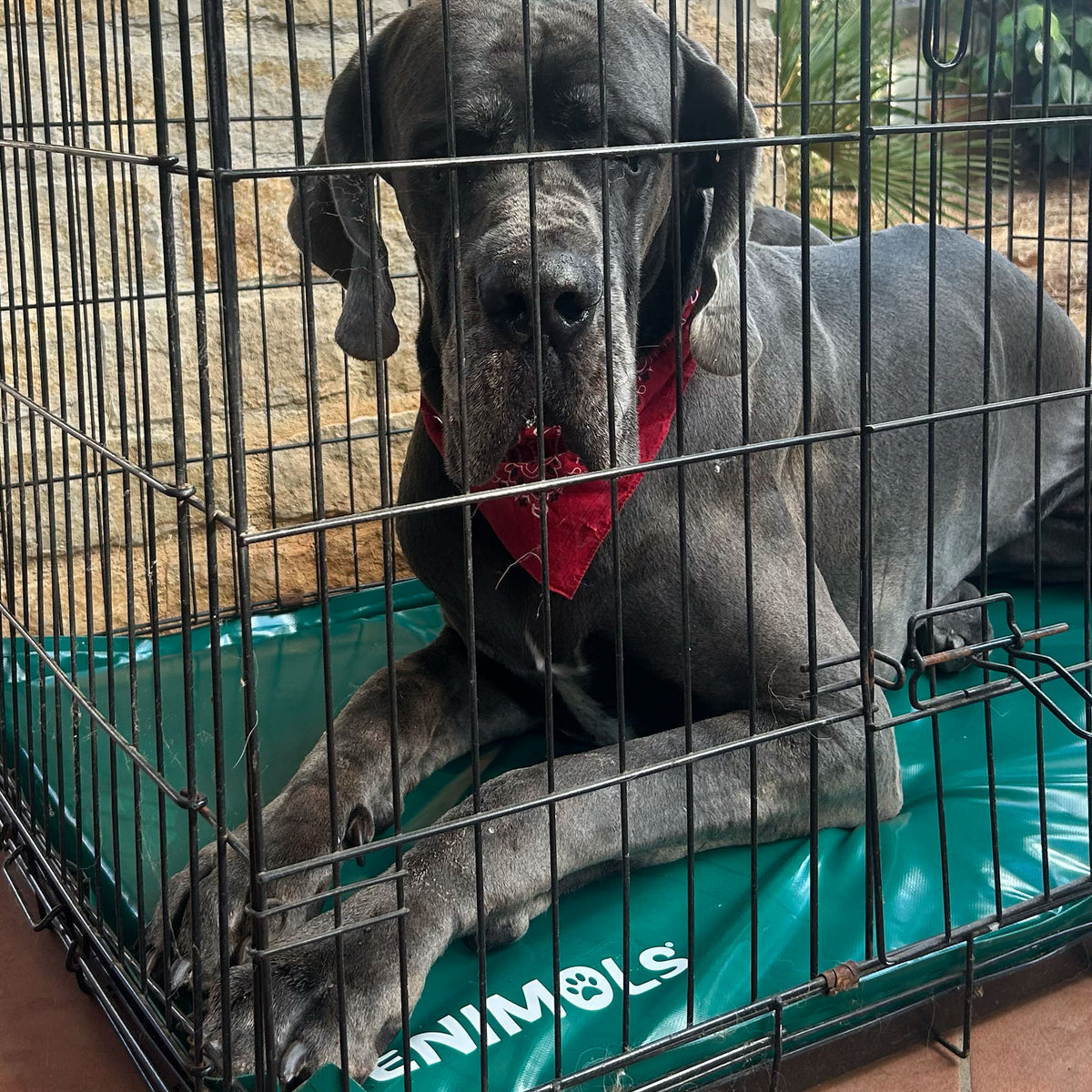 Potus, alano grigio, nel kennel sul materasso Enimols®
