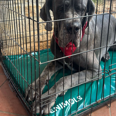 Alano grigio sdraiato sul materasso impermeabile Enimols® verde dentro il kennel