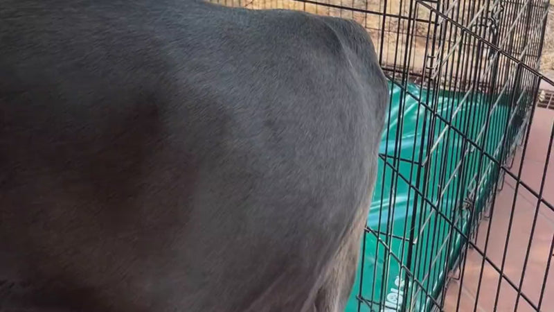 Alano sul materasso impermeabile Kennel Enimols® verde opale