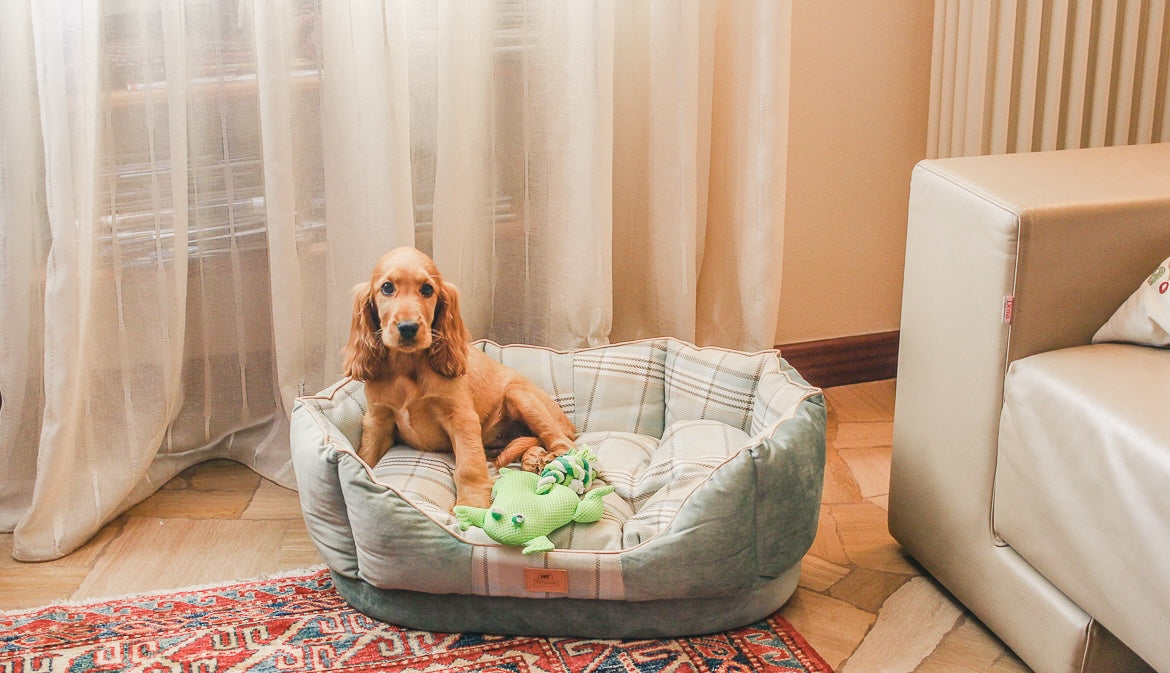 Cocker spaniel in una cuccia imbottita
